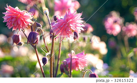 セイヨウオダマキ（八重・ピンク） 32615322