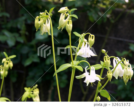 セイヨウオダマキ（白） 32615372