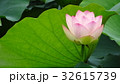 開花した蓮と蓮の葉 長居植物園 ハスまつり 32615739