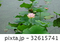 開花した蓮と背後の水面 長居植物園 ハスまつり 32615741