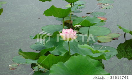 開花した蓮と背後の水面 長居植物園 ハスまつり 32615741
