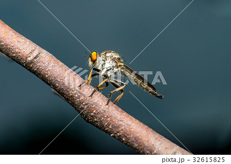Male Robberfly, (Neoitamus flavofemoratus) Male Robberfly, (Neoitamus flavofemoratus) 32615825