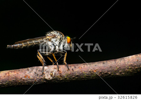 Male Robberfly, (Neoitamus flavofemoratus) 32615826
