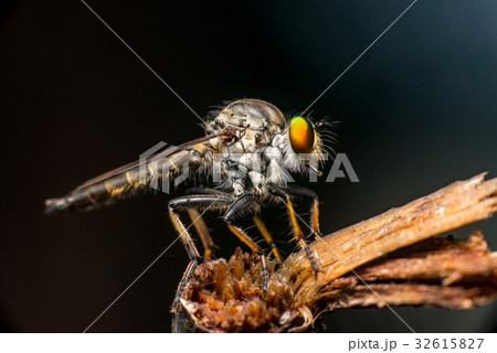 Male Robberfly, (Neoitamus flavofemoratus) 32615827