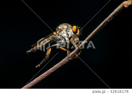 Male Robberfly (Neoitamus flavofemoratus) Male Robberfly (Neoitamus flavofemoratus) 32616176