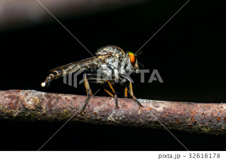 Male Robberfly (Neoitamus flavofemoratus) Male Robberfly (Neoitamus flavofemoratus) 32616178