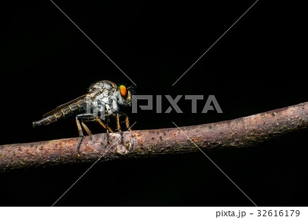 Male Robberfly (Neoitamus flavofemoratus) Male Robberfly (Neoitamus flavofemoratus) 32616179