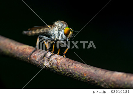 Male Robberfly (Neoitamus flavofemoratus) 32616181