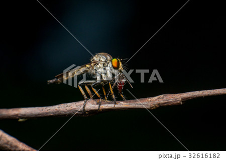 Male Robberfly (Neoitamus flavofemoratus) 32616182