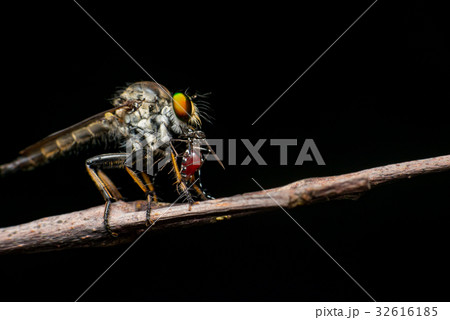 Male Robberfly (Neoitamus flavofemoratus) 32616185