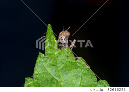 Brown monkey grasshopper (Erianthus versicolor) Brown monkey grasshopper (Erianthus versicolor) 32616221