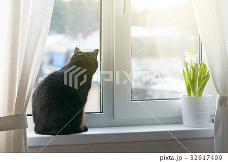 Black cat sitting on windowsill Black cat sitting on windowsill 32617499