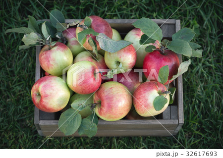 Apples in wooden crate in garden Apples in wooden crate in garden 32617693