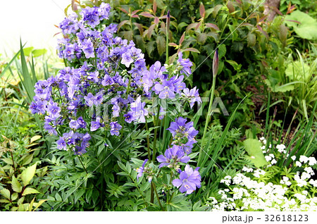 ポレモニウム　（西洋ハナシノブ） 32618123