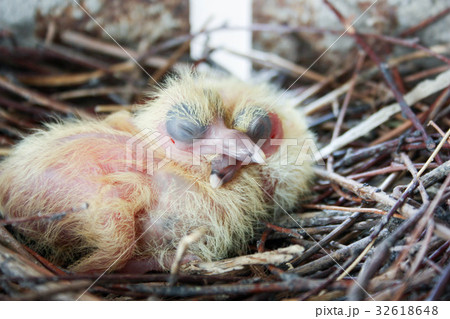 Chicks of the pigeon. Two pieces. In a nest 32618648