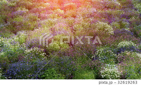 Colored field of wild flowers at sunset Colored field of wild flowers at sunset 32619263