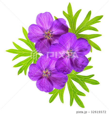 close up top view of blooming purple Geranium close up top view of blooming purple Geranium 32619372