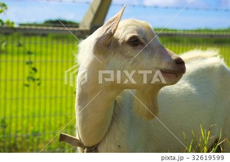 波照間島のヤギ 32619599