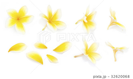 Yellow frangipani flower set with Petals on white Yellow frangipani flower set with Petals on white 32620068