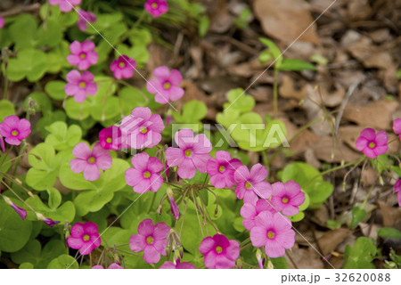 オキザリスの花 32620088