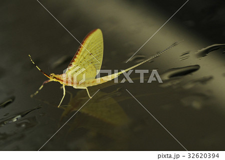 カゲロウ 蜻蛉 蜉蝣 かげろう 昆虫 マクロ Eintagsfliegen キイロカワカゲロウの写真素材