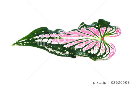 Caladium leaf 32620508