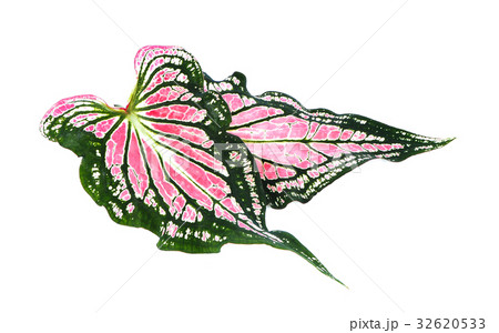 caladium leaf caladium leaf 32620533