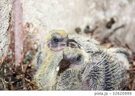 Pigeon children in the nest. Put his beak 32620999