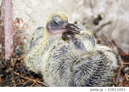 Pigeon children in the nest. Beak to beak 32621001