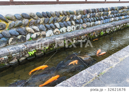 岐阜県　飛騨古川　瀬戸川を泳ぐ鯉 32621676