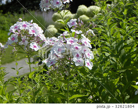 フロックス パニキュラータ ノーラレイ桃色の花の写真素材