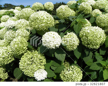 ハイドランジアアナベルというアジサイの白い花の写真素材