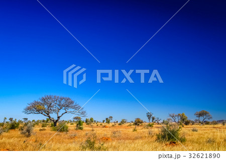 Tree in the grassland Tree in the grassland 32621890