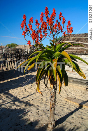 Aloe vera flower Aloe vera flower 32622084