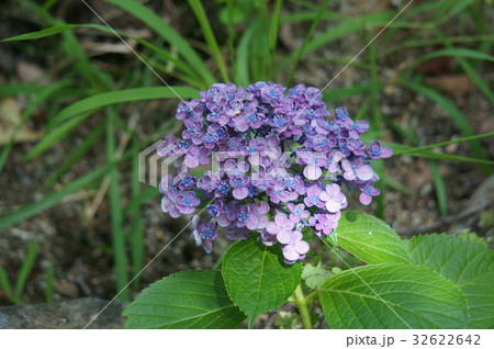 ウズアジサイ ウズアジサイ 32622642