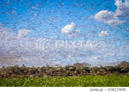 Swarm of locust Swarm of locust 32622906