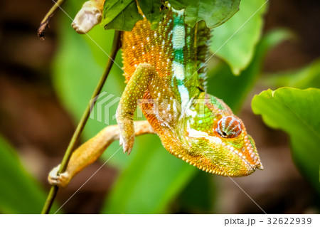 Small colourful chameleon 32622939