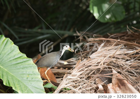 餌を捕ったシロハラクイナ 32623050
