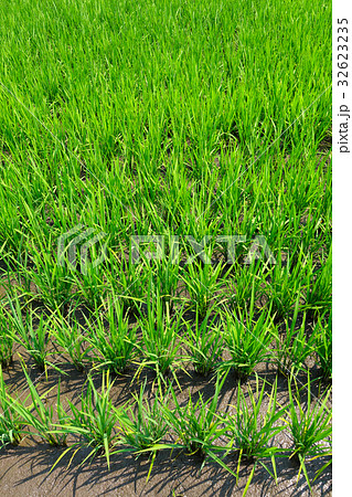 夏の水田と緑の稲 夏の水田と緑の稲 32623235