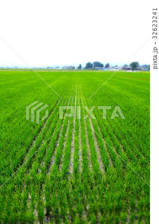 夏の水田と緑の稲 夏の水田と緑の稲 32623241