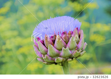 アーティーチョークの花１ 32623626