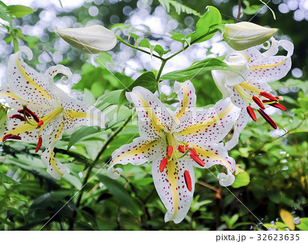 山百合の開花 32623635