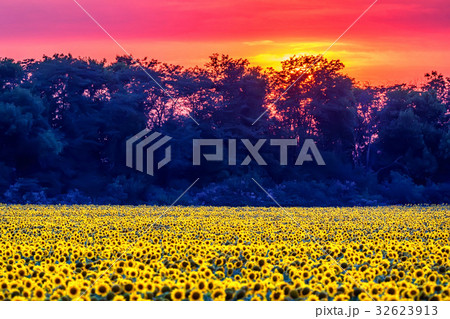 Field of sunflowers during sunset Field of sunflowers during sunset 32623913