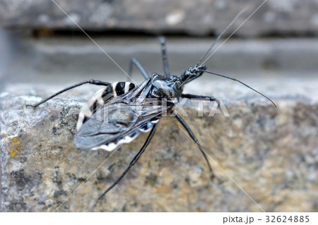 ヨコヅナサシガメ 32624885