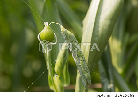 ジュズダマ ジュズダマ 32625068