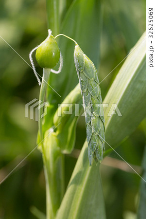 ジュズダマ 32625069