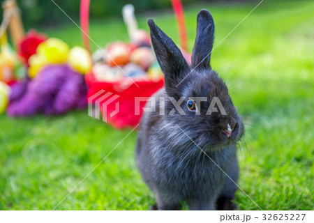 easter rabbit and easter eggs easter rabbit and easter eggs 32625227