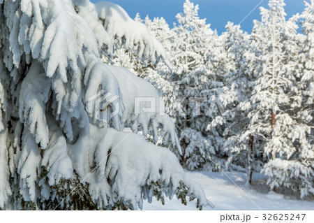 Spruce branch in winter 32625247