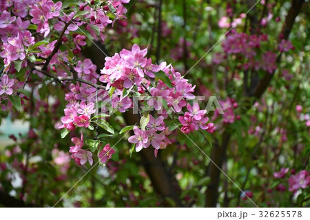 Crabapple flowers pink 32625578