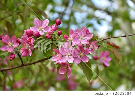 Crabapple flowers pink 32625584